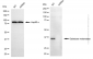 KD-Validated Anti-Galactose Mutarotase Mouse Monoclonal Antibody