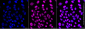 KD-Validated Anti-SSB Mouse Monoclonal Antibody