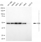 KD-Validated Anti-SSB Mouse Monoclonal Antibody