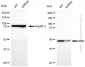 KD-Validated Anti-SSB Mouse Monoclonal Antibody
