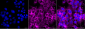 KD-Validated Anti-Sorting Nexin 9 Mouse Monoclonal Antibody