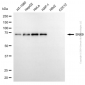 KD-Validated Anti-Sorting Nexin 9 Mouse Monoclonal Antibody