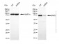 KD-Validated Anti-Sorting Nexin 9 Mouse Monoclonal Antibody