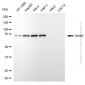 KD-Validated Anti-Sorting Nexin 9 Mouse Monoclonal Antibody