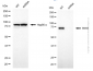 KD-Validated Anti-Sorting Nexin 9 Mouse Monoclonal Antibody