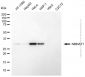 KD-Validated Anti-NMNAT1 Mouse Monoclonal Antibody