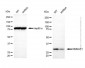 KD-Validated Anti-NMNAT1 Mouse Monoclonal Antibody