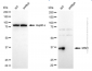 KD-Validated Anti-MSI1 Mouse Monoclonal Antibody