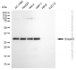 KD-Validated Anti-Sirtuin 5 Mouse Monoclonal Antibody