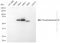 KD-Validated Anti-PDE1B Mouse Monoclonal Antibody
