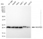 KD-Validated Anti-NDUFB10 Mouse Monoclonal Antibody