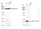 KD-Validated Anti-NDUFB10 Mouse Monoclonal Antibody