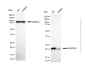 KD-Validated Anti-NDUFB10 Mouse Monoclonal Antibody