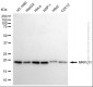 KD-Validated Anti-MRPL11 Mouse Monoclonal Antibody