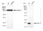 KD-Validated Anti-MRPL11 Mouse Monoclonal Antibody