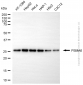 KD-Validated Anti-PSMA6 Mouse Monoclonal Antibody