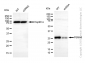 KD-Validated Anti-PSMA6 Mouse Monoclonal Antibody