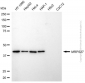 KD-Validated Anti-MRPS27 Mouse Monoclonal Antibody