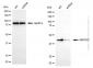 KD-Validated Anti-MRPS27 Mouse Monoclonal Antibody