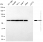 KD-Validated Anti-NAE1 Mouse Monoclonal Antibody