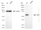 KD-Validated Anti-NAE1 Mouse Monoclonal Antibody