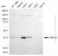KD-Validated Anti-XRCC3 Mouse Monoclonal Antibody