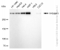 KD-Validated Anti-TP53BP1 Mouse Monoclonal Antibody