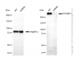 KD-Validated Anti-TP53BP1 Mouse Monoclonal Antibody