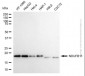 KD-Validated Anti-NDUFB11 Mouse Monoclonal Antibody