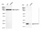KD-Validated Anti-NDUFB11 Mouse Monoclonal Antibody