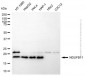 KD-Validated Anti-NDUFB11 Mouse Monoclonal Antibody