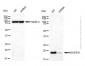 KD-Validated Anti-NDUFB11 Mouse Monoclonal Antibody