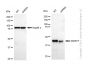 KD-Validated Anti-WD Repeat Domain 77 Mouse Monoclonal Antibody