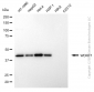 KD-Validated Anti-WD Repeat Domain 77 Mouse Monoclonal Antibody