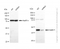 KD-Validated Anti-WD Repeat Domain 77 Mouse Monoclonal Antibody
