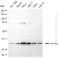 KD-Validated Anti-PPP4C Mouse Monoclonal Antibody
