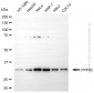 KD-Validated Anti-PPP4C Mouse Monoclonal Antibody