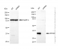 KD-Validated Anti-PPP4C Mouse Monoclonal Antibody