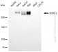 KD-Validated Anti-SORL1 Mouse Monoclonal Antibody