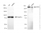 KD-Validated Anti-SORL1 Mouse Monoclonal Antibody