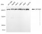 KD-Validated Anti-SPTAN1 Mouse Monoclonal Antibody