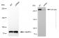 KD-Validated Anti-SPTAN1 Mouse Monoclonal Antibody