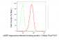 KD-Validated Anti-CREB1 Mouse Monoclonal Antibody