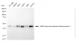 KD-Validated Anti-CREB1 Mouse Monoclonal Antibody