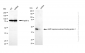 KD-Validated Anti-CREB1 Mouse Monoclonal Antibody