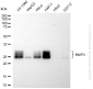 KD-Validated Anti-BNIP3 Rabbit Monoclonal Antibody