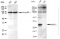 KD-Validated Anti-BNIP3 Rabbit Monoclonal Antibody