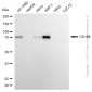 KD-Validated Anti-HMMR Rabbit Monoclonal Antibody