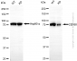 KD-Validated Anti-HMMR Rabbit Monoclonal Antibody