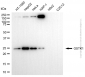 KD-Validated Anti-GSTK1 Rabbit Monoclonal Antibody